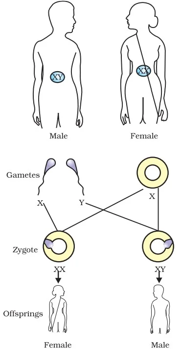 Heredity and Evolution Class 10 Notes - Science Chapter 9 Best Notes 3 Sex Determination