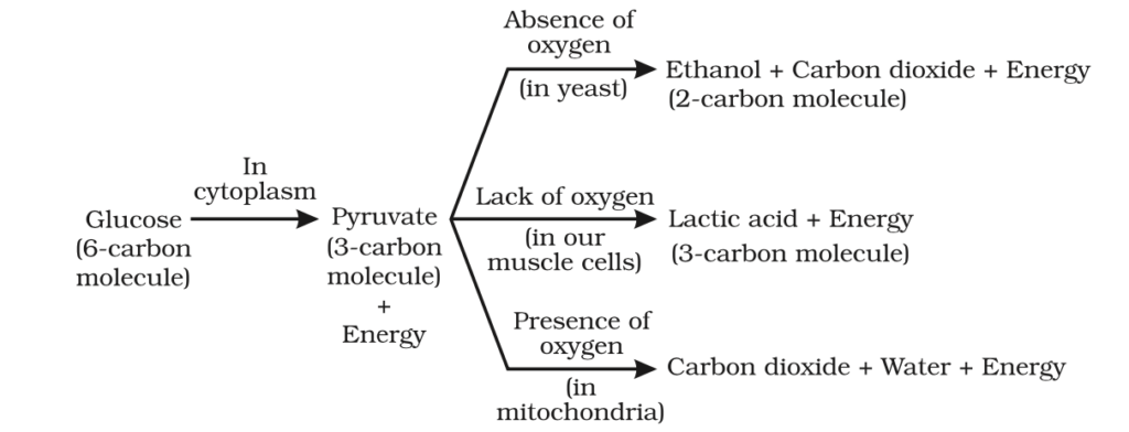 Life Processes Class 10 Notes on Respiration