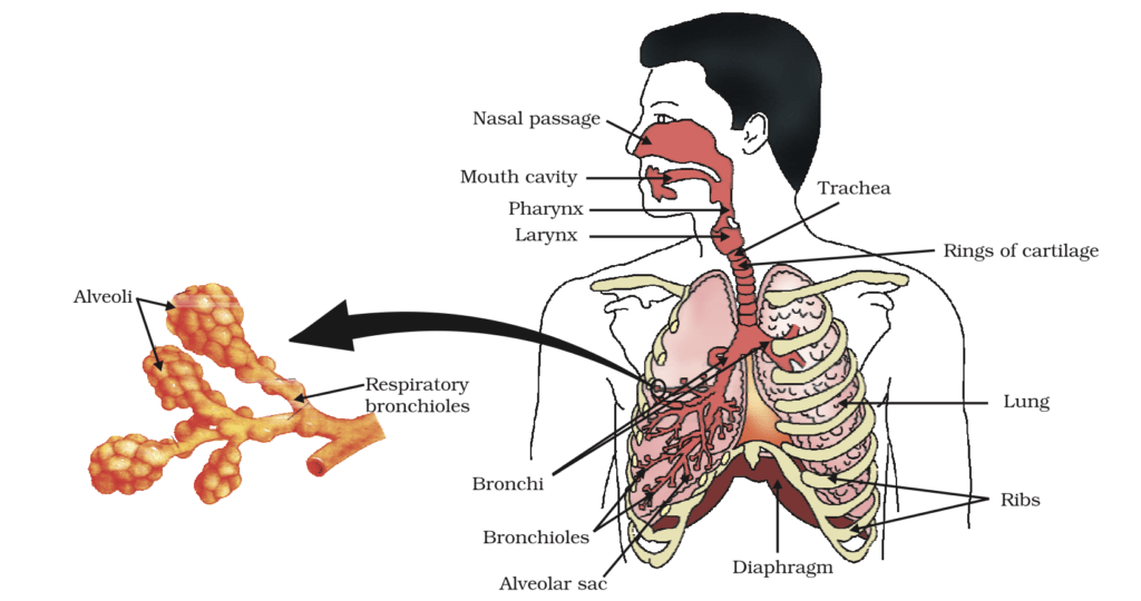 Life Processes Class 10 Notes- CBSE Science Chapter 6 5 Gaseous exchange