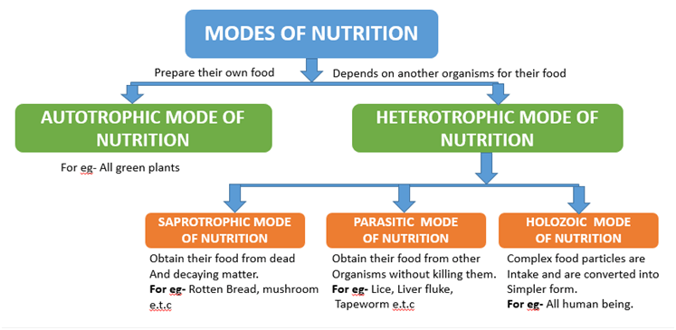 Nutrition & Categories