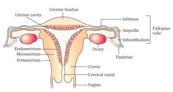 Human Reproduction Class 12 Notes - female reproductive system