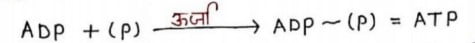 Class 10 Science Chapter 6 Notes in Hindi जैव प्रक्रम 2 Screenshot 2023 03 01 004513