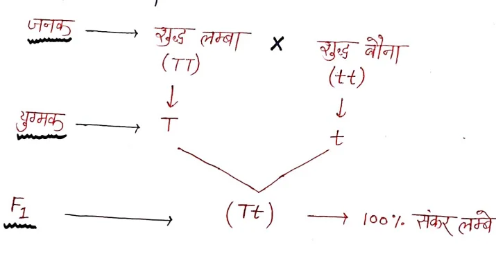 Class 12 Biology Chapter 5 Notes in Hindi वंशागति एवं विविधता के सिद्धांत 2 प्रभाविता का नियम