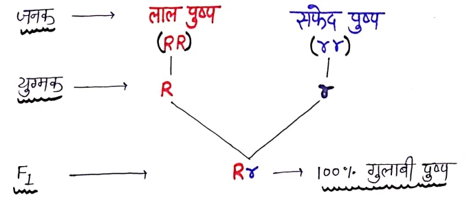 Class 12 Biology Chapter 5 Notes in Hindi वंशागति एवं विविधता के सिद्धांत 5 अपूर्ण प्रभाविता
