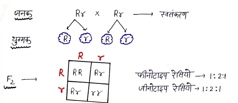 Class 12 Biology Chapter 5 Notes in Hindi वंशागति एवं विविधता के सिद्धांत 6 अपूर्ण प्रभाविता