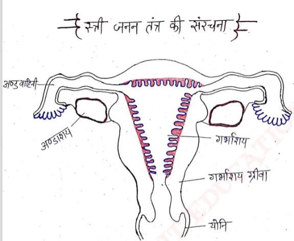 Class 12 Biology Chapter 3 Notes in Hindi मानव जनन 4 स्त्री जनन तंत्र