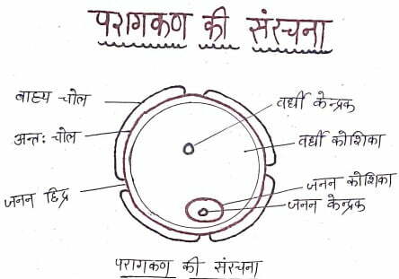 Class 12 Biology Chapter 2 Notes in Hindi पुष्पी पौधो में लैंगिक जनन 6 परागकण की संरचना