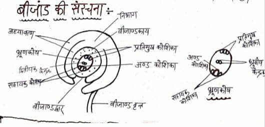 Class 12 Biology Chapter 2 Notes in Hindi पुष्पी पौधो में लैंगिक जनन 7 बीजाण्ड की संरचना