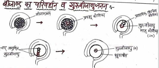 Class 12 Biology Chapter 2 Notes in Hindi पुष्पी पौधो में लैंगिक जनन 8 बीजाण्ड का परिवर्धन व गुरुबीजाणुजनन:-