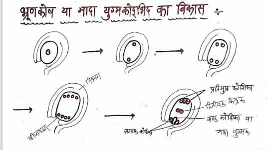 Class 12 Biology Chapter 2 Notes in Hindi पुष्पी पौधो में लैंगिक जनन 9 भ्रूणकोष या मादा युग्मकोद्भिद का विकास:-