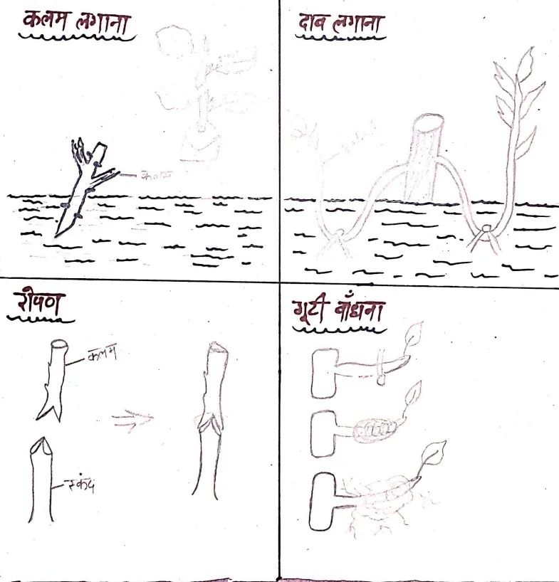 Class 12 Biology Chapter 1 Notes in Hindi जीवो मे जनन 1 Class 12 Biology Chapter 1 Notes in Hindi