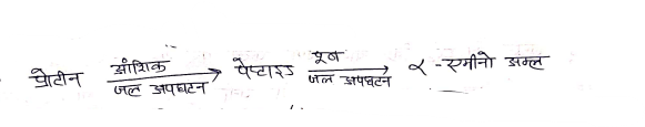 Class 12 Chemistry Chapter 14 Notes in Hindi जैव-अणु 20 प्रोटीन संघटन