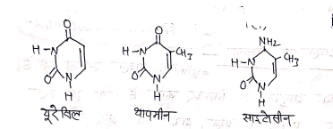 Class 12 Chemistry Chapter 14 Notes in Hindi जैव-अणु 43 साइटोसीन