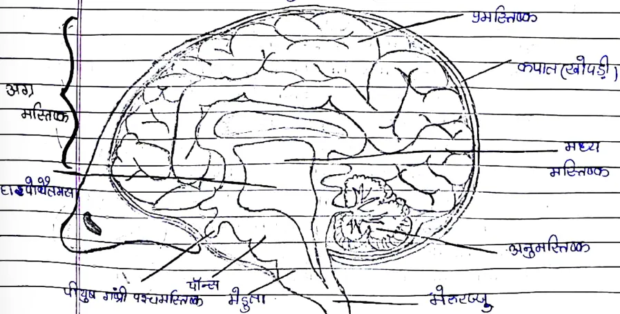 Class 10 Science Chapter 7 Notes in Hindi नियंत्रण और समन्वय 2 mind image