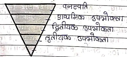 Class 10 Science Chapter 15 Notes in Hindi हमारा पर्यावरण 4 जीव ऊर्जा का पिरामिड