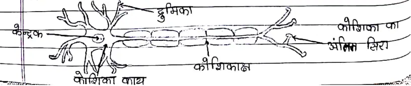 Class 10 Science Chapter 7 Notes in Hindi नियंत्रण और समन्वय 1 तंत्रिका कोशिका( न्युरॉन)