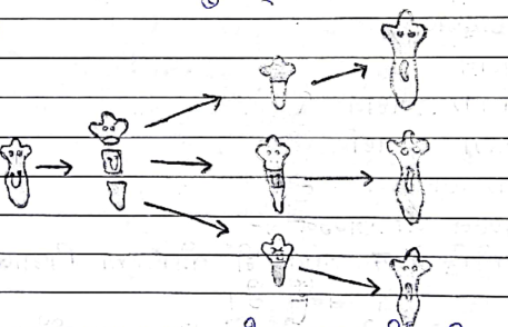 Class 10 Science Chapter 8 Notes in Hindi जीव में जनन कैसे होता है 3 पुनरुदभवन