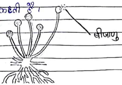 Class 10 Science Chapter 8 Notes in Hindi जीव में जनन कैसे होता है 6 बीजाणु समासंघ