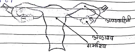 Class 10 Science Chapter 8 Notes in Hindi जीव में जनन कैसे होता है 9 मादा जनन तंत्र