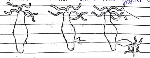 Class 10 Science Chapter 8 Notes in Hindi जीव में जनन कैसे होता है 4 मुकुलन