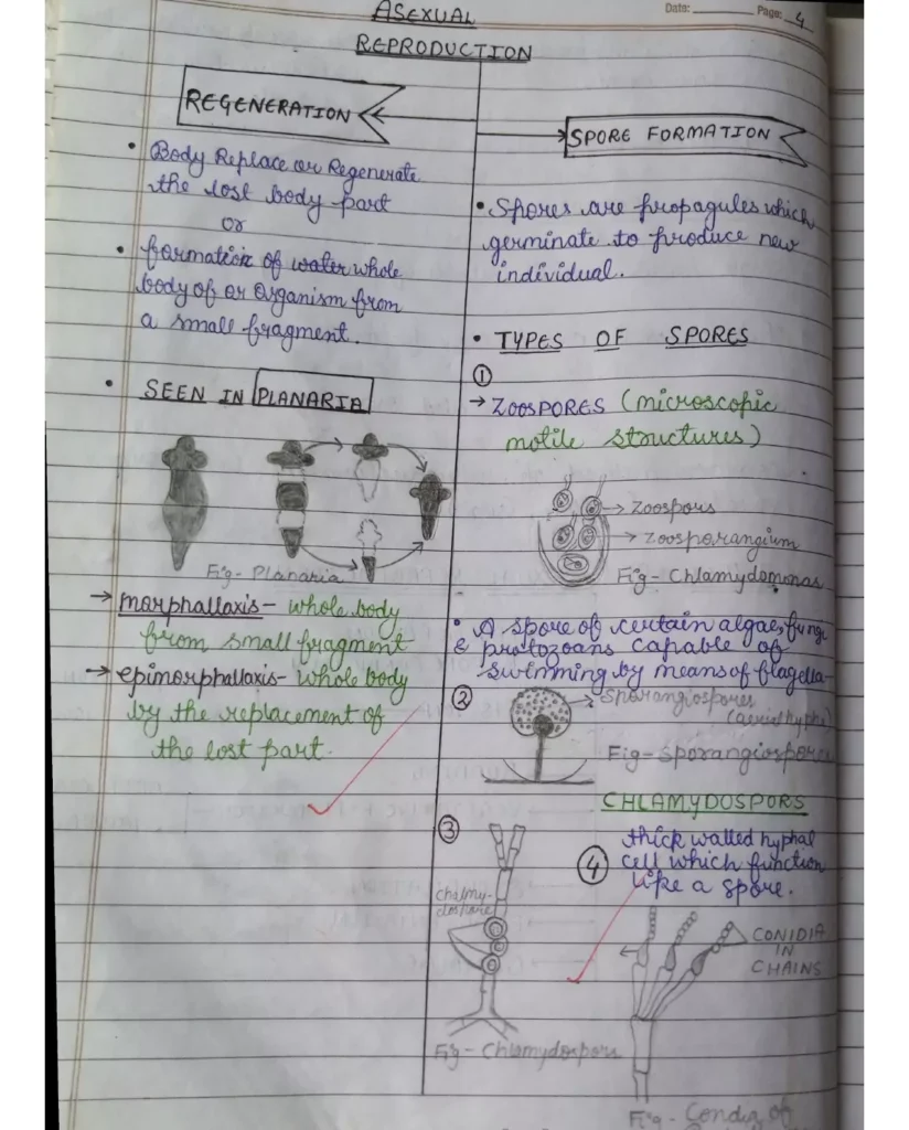 Reproduction in Organisms Class 12 Notes (Handwritten Notes PDF Download) 4 Class 12 Biology Chapter 1 Notes Reproduction in Organisms 004