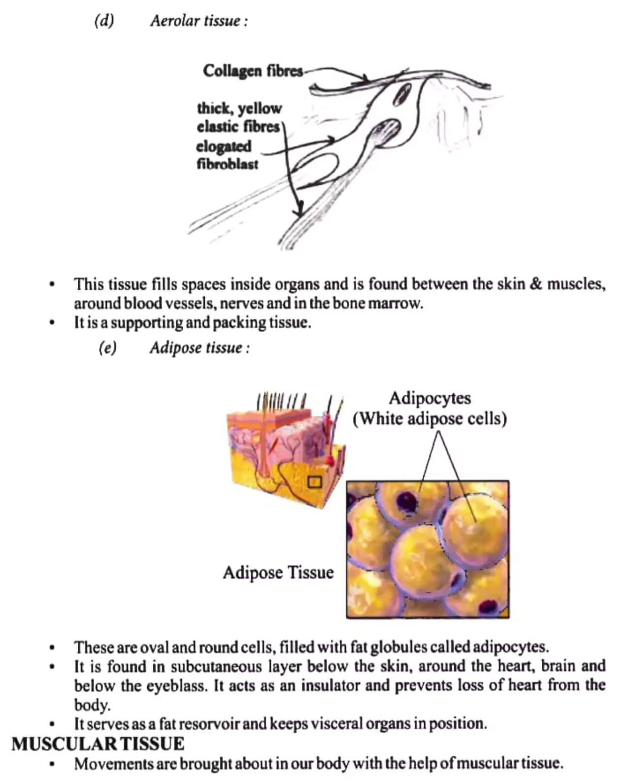 Tissues Class 9 Handwritten Notes Pdf 19 Tissues Class 9 Handwritten Notes 019